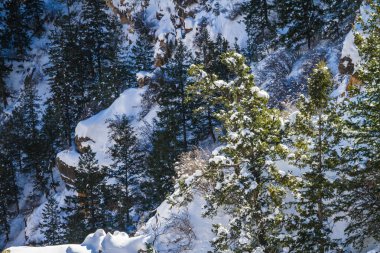 karla kaplı çam ağacı