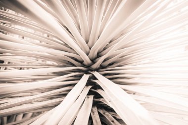 Radyant bitki arka plan