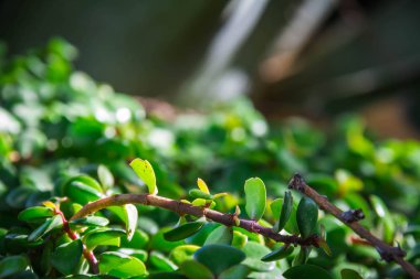 Bir yaprak üzerinden geçen güneş ışığı
