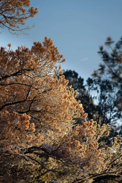 Frost árvores cobertas no inverno — Fotografia de Stock