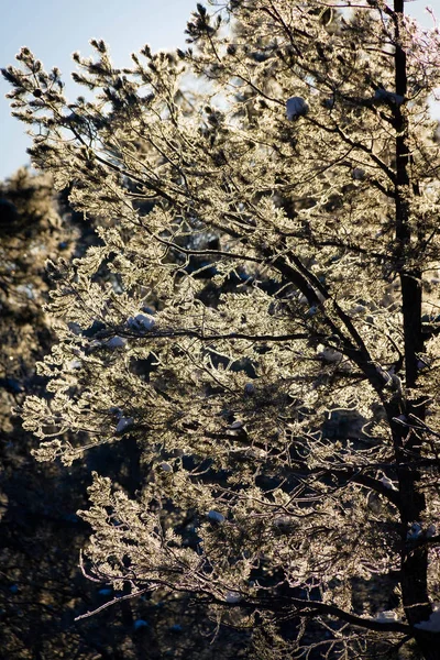 Vorst bedekt bomen in de winter — Stockfoto