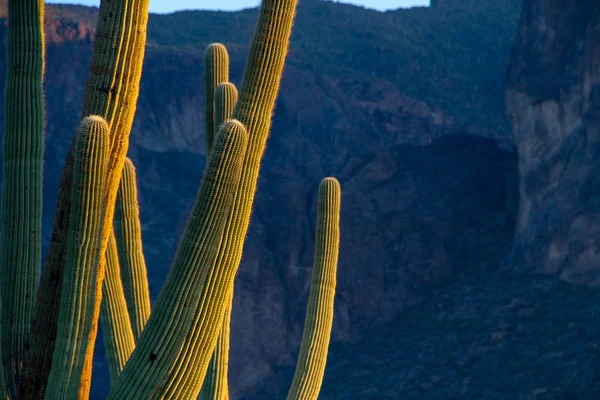 Detalj av Saguaro kaktus — Stockfoto