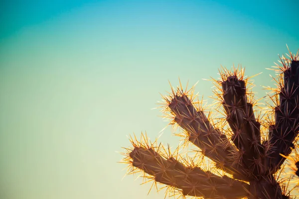 Staghorn Cholla kaktus pozadí s oblohou — Stock fotografie