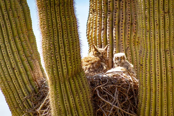 Stor Horned Uggla och baby i Cactus — Stockfoto