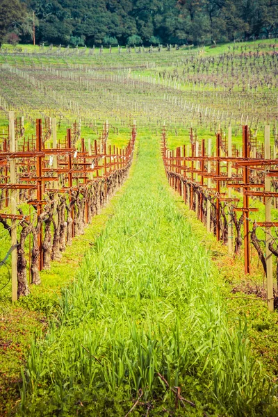 Napa valley wijngaard — Stockfoto
