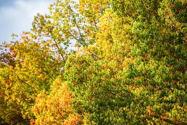 Träd med några färgglada löv — Stockfoto