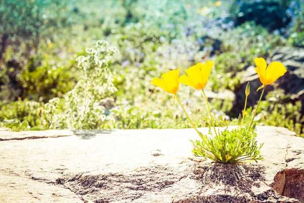 Californische klaprozen groeien op een rots — Stockfoto