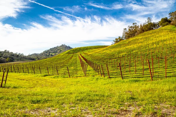 Uma Vinha Napa Valley Califórnia Numa Encosta Com Vista Para — Fotografia de Stock