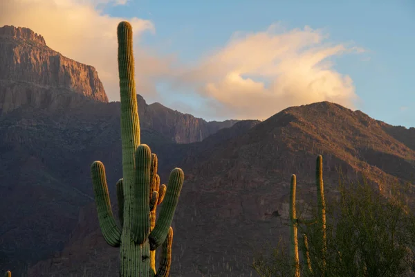 A Saguaro Cactus in Desert Landscape — Stock Photo, Image