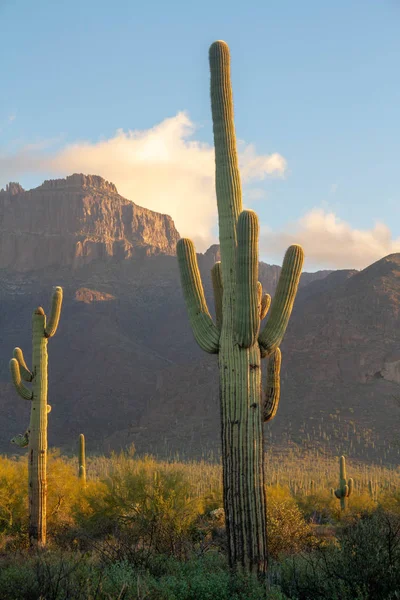 Un cactus Saguaro en el paisaje del desierto — Foto de Stock