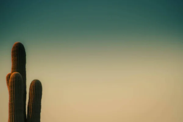 Saguaro Kactus s nebeským pozadím — Stock fotografie