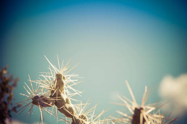Kaktusové zařízení se rozmazanou pozadím — Stock fotografie