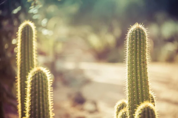 Kaktusy ve slunečním světle — Stock fotografie
