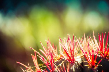 Kırmızı sivri kaktüs