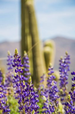Saguaro Cactus ile Texas Lupine