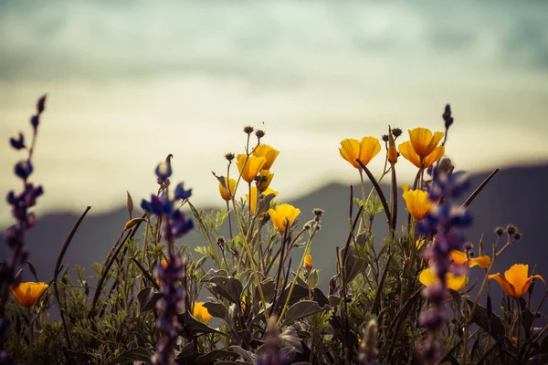 Άγρια λουλούδια σε ένα βουνό ρύθμιση — Φωτογραφία Αρχείου