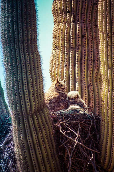 Великий рогатый рысь и младенец в кактусе — стоковое фото