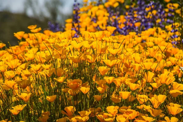 Primo piano dei papaveri della California — Foto Stock