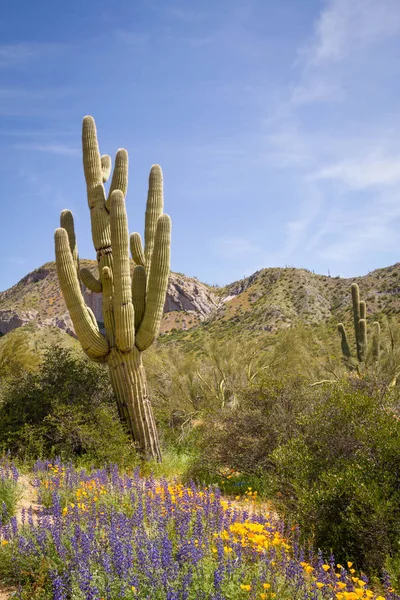 Hill Top Saguaro met klaprozen — Stockfoto