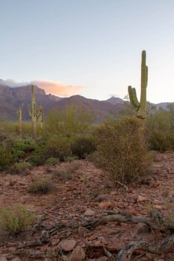 Bir Saguaro kaktüsü çöl peyzaj