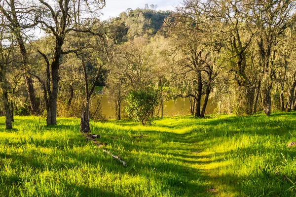 Trail i Moss täckt skog — Stockfoto