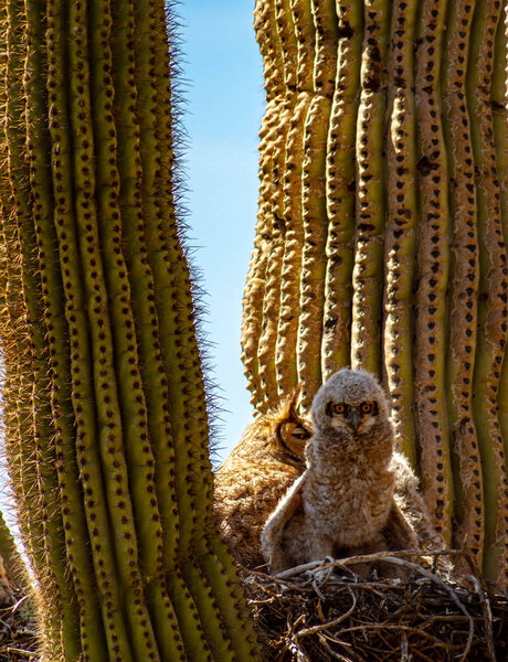 Great Horned Owl and Baby in Cactus