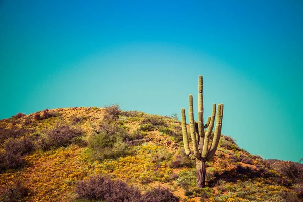Hill Top Saguaro med Poppies — Stockfoto