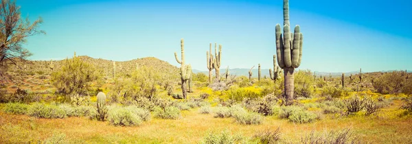 Sonoran Wüstenpanorama bei vollem Tageslicht — Stockfoto