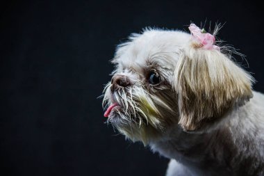 Küçük beyaz Shih Tzu