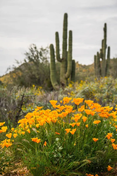 Californische klaprozen en Saguaro cactus — Stockfoto