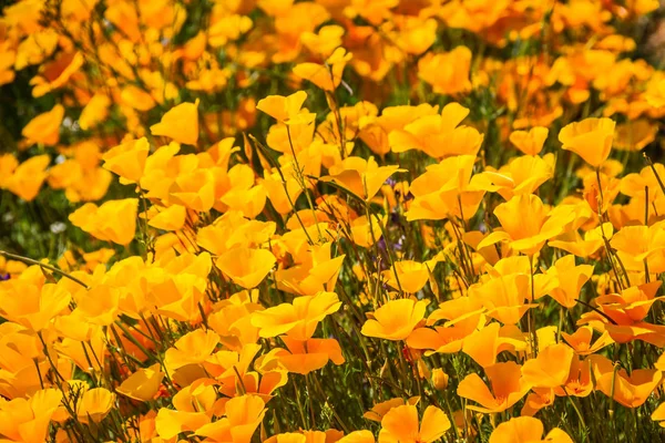 Primo piano dei papaveri della California — Foto Stock