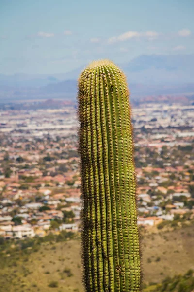 Saguaro Kactus s městem na pozadí — Stock fotografie