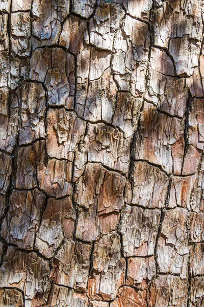 Corteccia d'albero altamente dettagliata — Foto Stock