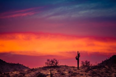 Bir Saguaro Kaktüs üzerinde Bir Gün batımı