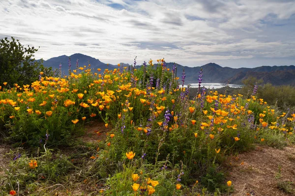 Fiori selvatici in un ambiente montano — Foto Stock