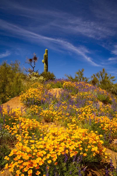 Hill Top Saguaro met klaprozen — Stockfoto