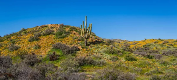 Hegy tetejére Saguaro a pipacsok panoráma — Stock Fotó