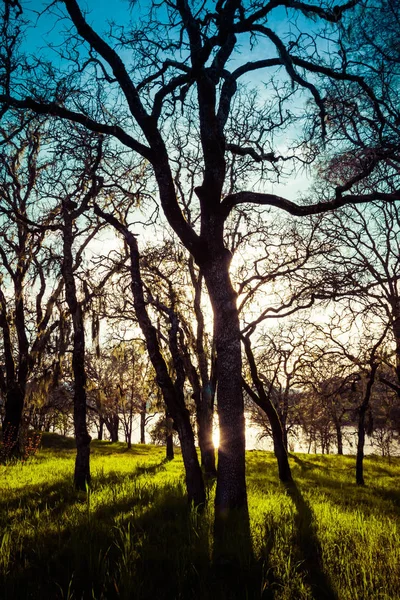 Деревья, растущие на берегу озера — стоковое фото