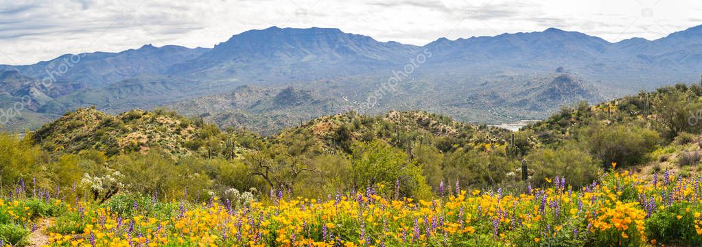 Panorama of California Poppies and Mountains