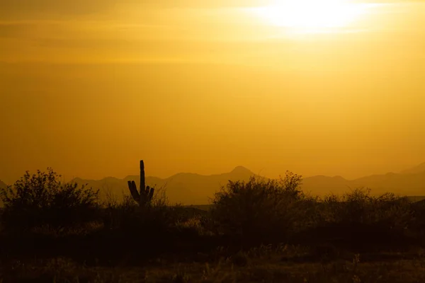 Een Woestijn Zonsondergang Met Een Saguaro Cactus Silhouet Tegen Avond — Stockfoto