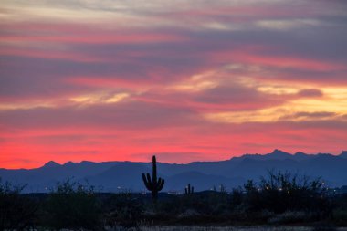 Arizona 'nın Sonoran Çölü' nde akşam gökyüzüne karşı saguaro kaktüsü siluetiyle çöl batımı..