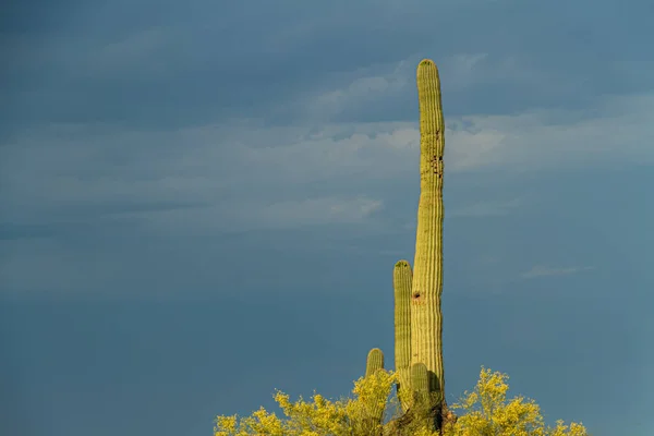 Ein Einzelner Saguaro Kaktus Der Von Der Morgensonne Mit Dunklen — Stockfoto