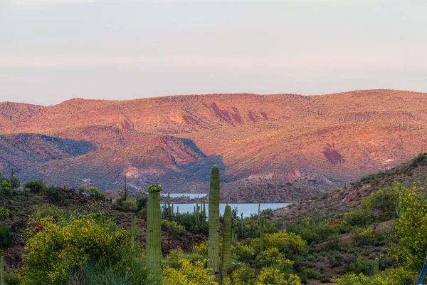 Günün Son Işığı Arizona Çölündeki Uzak Dağlara Vuruyor Planda Saguaro — Stok fotoğraf