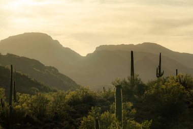 Batan güneşin sıcacık parıltısı Arizona 'nın Sonoran Çölü' nde ön planda saguaro kaktüsü ve uzakta dağlar..