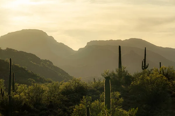 Cálido Resplandor Una Puesta Sol Desierto Sonora Arizona Con Saguaro — Foto de Stock