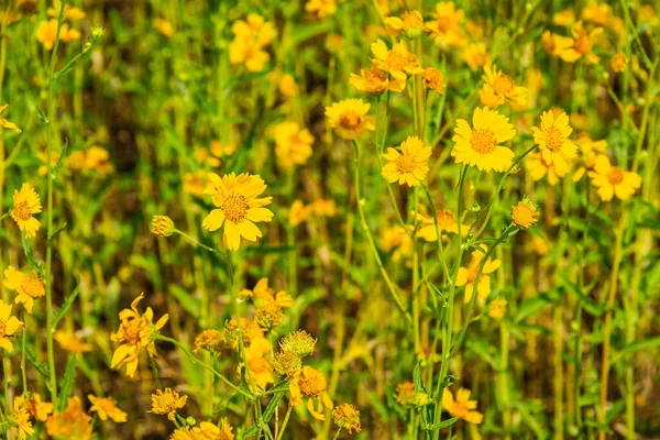 A field of yellow flowers with a small section of the flowers in focus providing depth to the image.