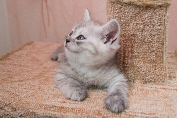 Söt Randig Brittiska Kattunge Med Blå Ögon Liggande Katt Huset — Stockfoto