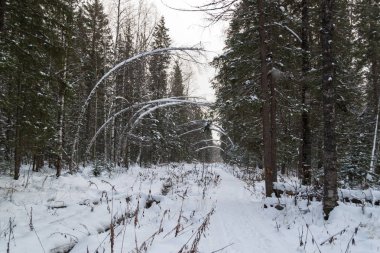 Kış Orman yolundaki huş bükülmüş