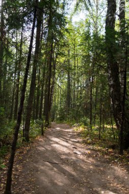 Sessiz yol ormanın içinde. Ulusal parkta Taganay bir yaz gününde alınan görüntü. 