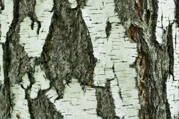 Birch Bark Texture Natural Background Paper Close Birch Tree Wood — Stock Photo, Image